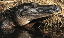 Okeefenokee alligator